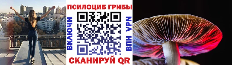 Галлюциногенные грибы Cubensis где найти Вилючинск